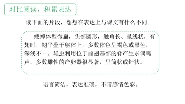 11 蟋蟀的住宅（课件）