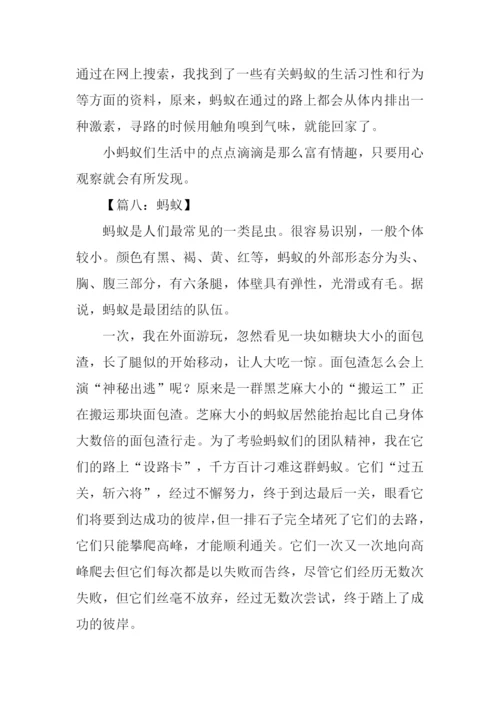 蚂蚁作文-10.docx