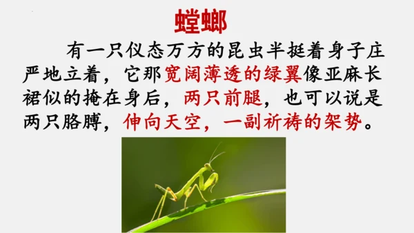 八年级上册语文第五单元 名著导读 《昆虫记》 课件