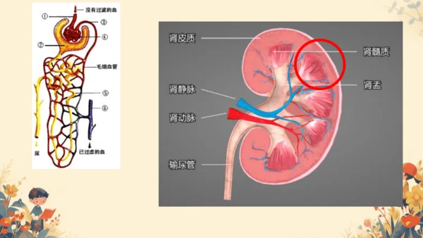 初中生物学[期末专区]七年级下册第四章和第五章复习课件(共39张PPT)