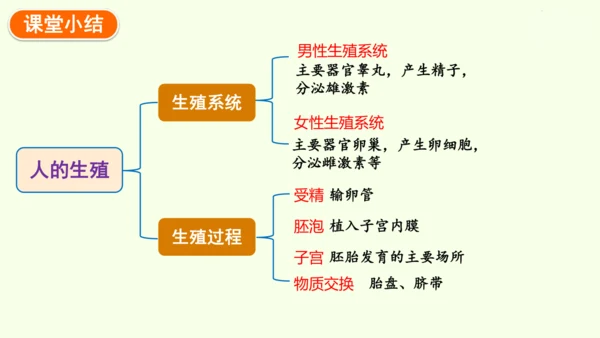 4.1.1人的生殖-七年级生物下学期同步精品课件（2024人教版）(共24张PPT)