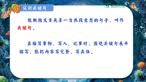18.富饶的西沙群岛  课件