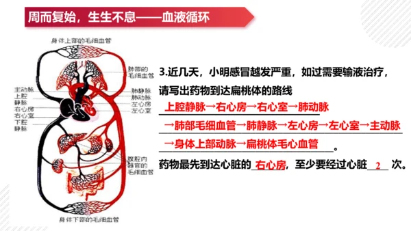 七年级下册4.4人体内物质的运输（复习课件）(共27张PPT)