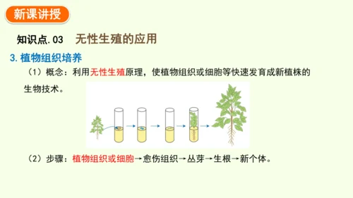 7.1.1植物的生殖-八年级生物人教版下学期同步精品课件(共33张PPT)