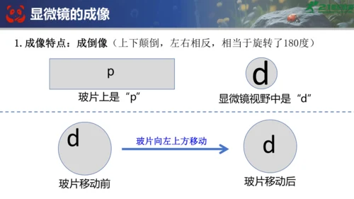 人教版（2024）七年级上册生物七年级上册期末总复习课件(共31张PPT)