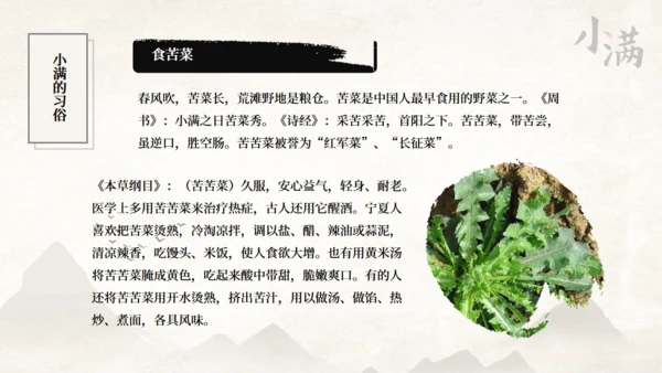 传统节气小满一抹绿色通用PPT模板