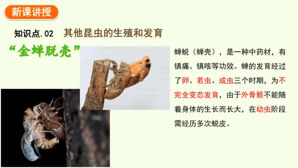 7.1.2昆虫的生殖和发育-八年级生物人教版下学期同步精品课件(共29张PPT)