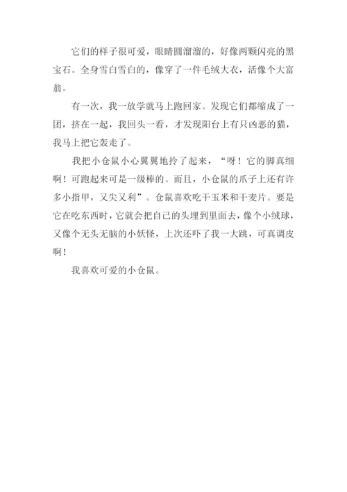 小仓鼠作文300字.docx