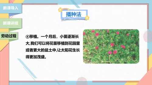 【北师大版】二年级《劳动实践指导手册》第11课《一起来种太阳花》课件
