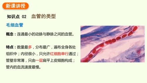 4.4.2血流的管道——血管-七年级生物下学期同步精品课件（2024人教版）(共30张PPT)