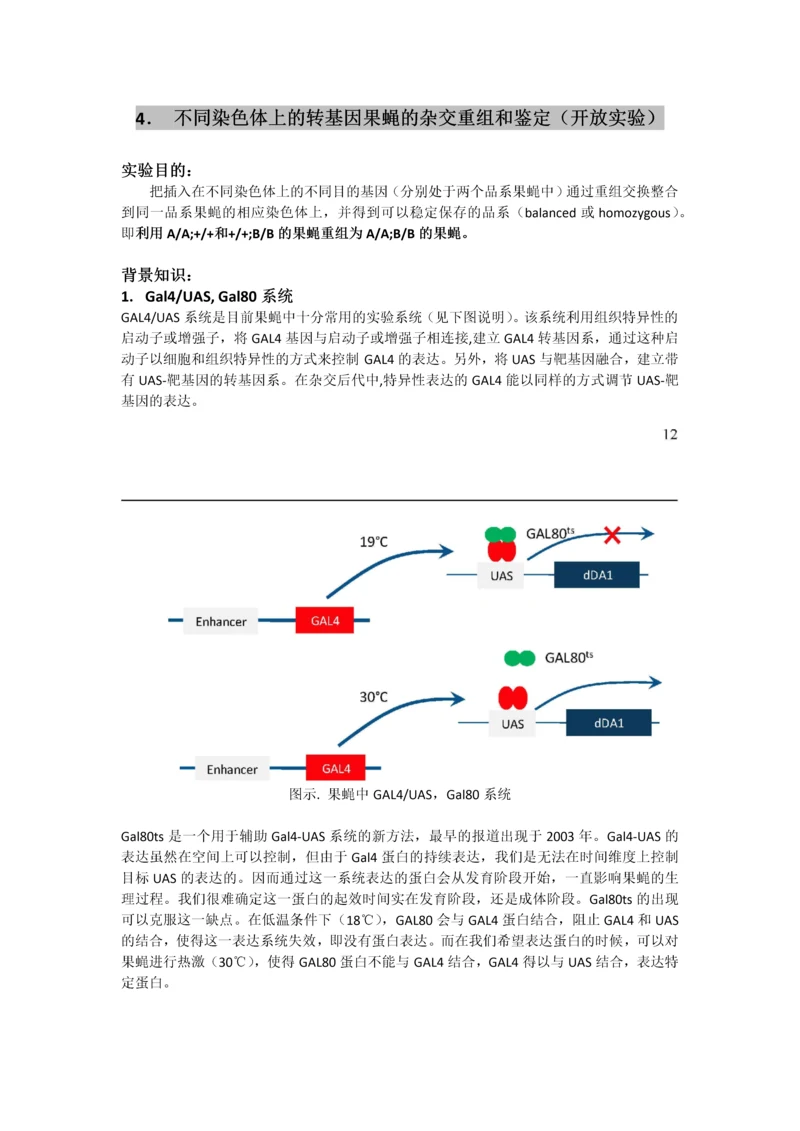 不同染色体上的转基因果蝇的杂交重组和鉴定.docx