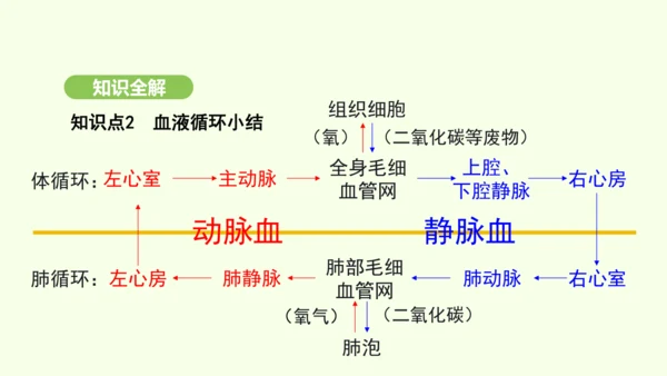 第四单元-第四章-第三节 输送血液的泵——心脏（第2课时）课件-2024-2025学年七年级生物下学