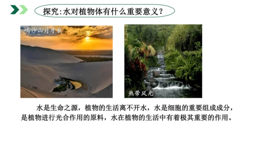 3.3 绿色植物与生物圈的水循环（课件）七年级生物上学期（人教版）(共25张PPT)