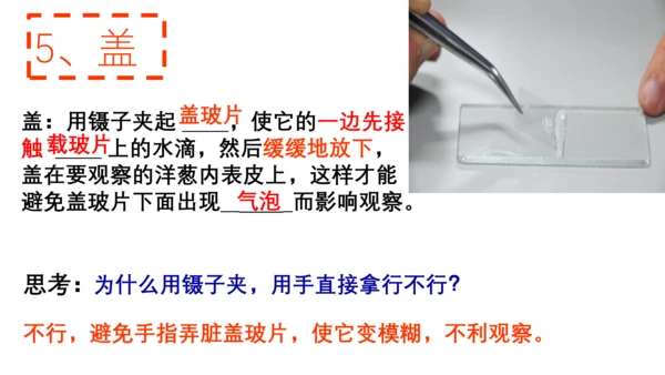 2.1.2 植物细胞（同步课件）-2023-2024学年七年级生物上册同步精品课堂（人教版）(共28