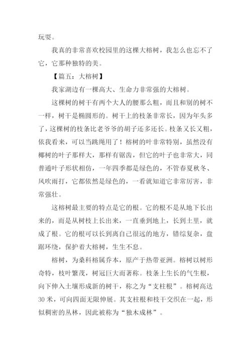描写大榕树的作文.docx