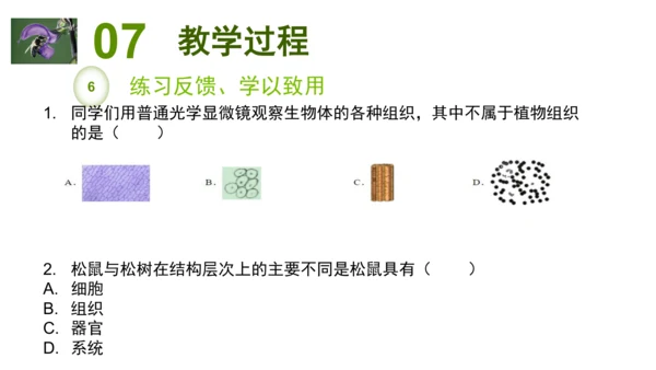 2.2.3植物体的结构层次 【说课课件】2023--2024学年人教版生物七年级上册(共42张PPT