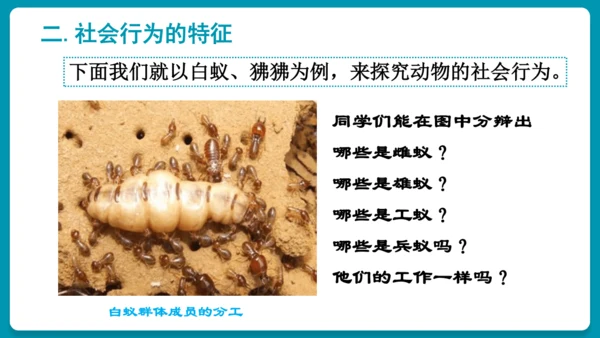 5.2.3社会行为课件-人教版生物八年级上册