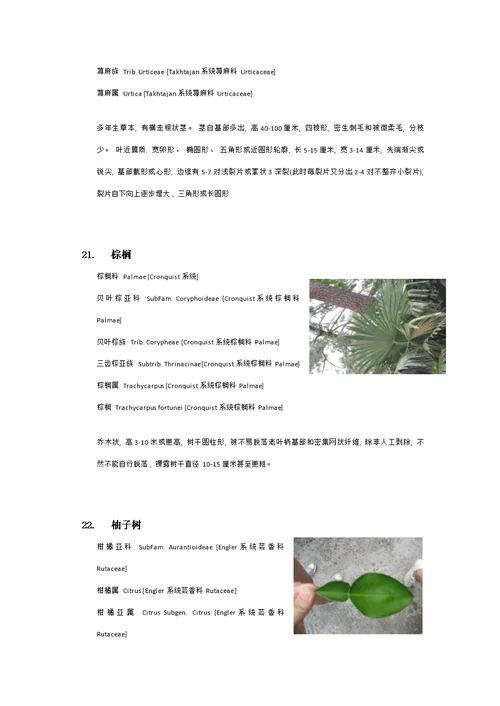 衡山植物园实习植物汇总模板