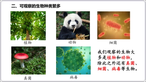 1.1&1.2 认识生物和细胞（复习课件）【2024人教新版七上生物高效完全备课】(共44张PPT)