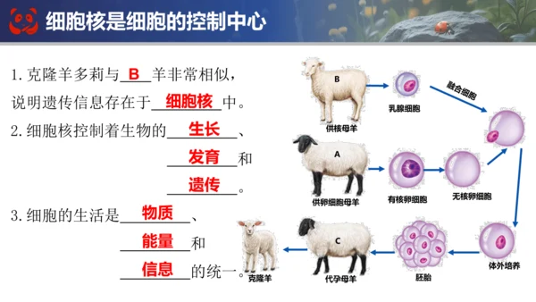 人教版（2024）七年级上册生物七年级上册期末总复习课件(共31张PPT)