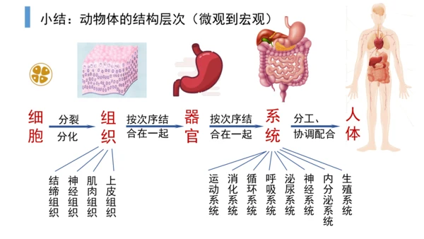 2.2.2 动物体的结构层次-2023-2024学年七年级生物上学期备课课件（人教版）(共26张PP