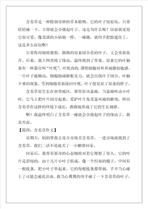 含羞草作文8篇