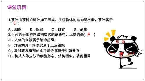 【2023秋人教七上生物期中复习考点梳理串讲+临考押题】第二章 细胞怎样构成生物体（串讲课件）(共2