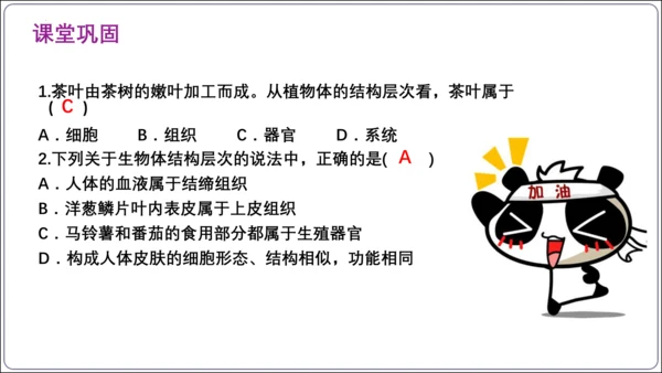 【2023秋人教七上生物期中复习考点梳理串讲+临考押题】第二章 细胞怎样构成生物体（串讲课件）(共2