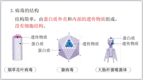 5.5第五章 病毒【2024秋人教八上生物精彩课堂（课件内嵌视频）】(共28张PPT)