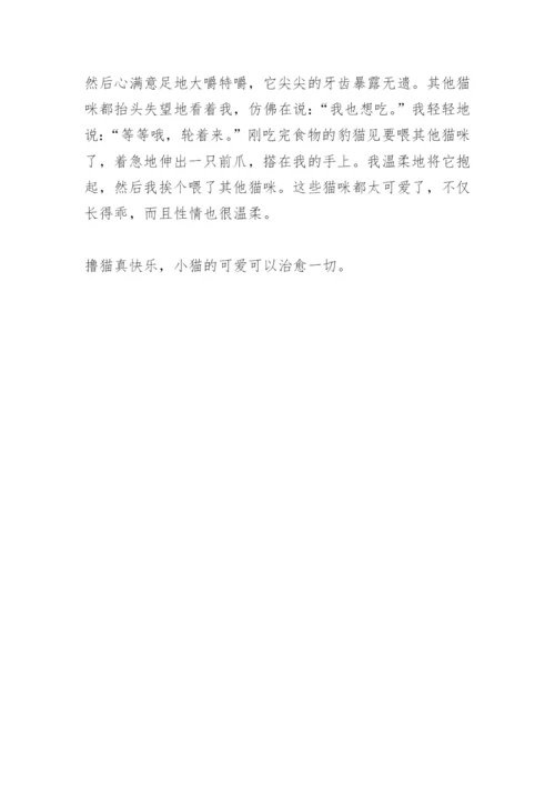 【作文】撸猫.docx