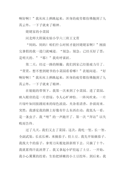 姥姥家的小菜园作文.docx