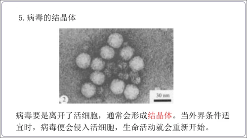 5.5第五章 病毒【2024秋人教八上生物精彩课堂（课件内嵌视频）】(共28张PPT)
