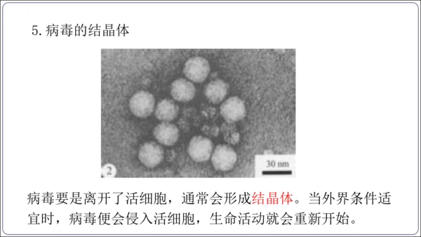 5.5第五章 病毒【2024秋人教八上生物精彩课堂（课件内嵌视频）】(共28张PPT)