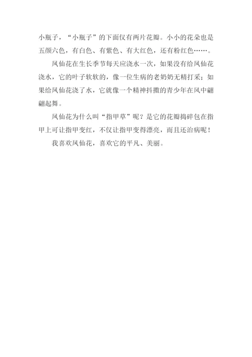 美丽的凤仙花作文.docx