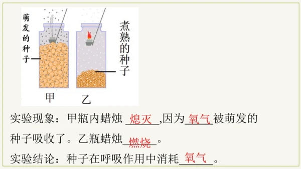 3.5.2 绿色植物的呼吸作用（课件）七年级生物上学期（人教版）(共32张PPT)