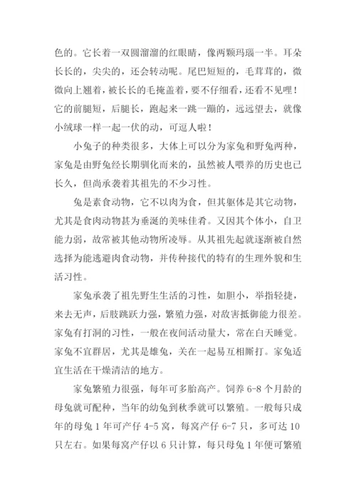 小兔子的作文.docx