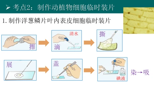 七上 第二单元生物体的结构层次-复习课件(共35张PPT)