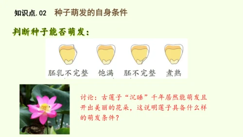 3.1.1 种子的萌发-七年级生物下学期同步精品课件（2024人教版）(共25张PPT)