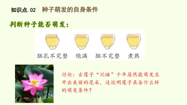3.1.1 种子的萌发-七年级生物下学期同步精品课件（2024人教版）(共25张PPT)
