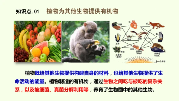 3.2.4植物在自然界中的作用-七年级生物下学期同步精品课件（2024人教版）(共27张PPT)