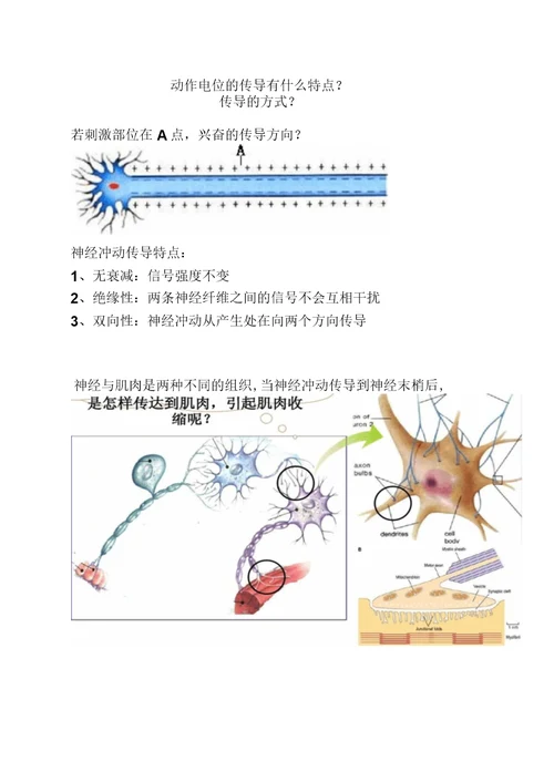 生物：《神经系统的结构和功能》(二)