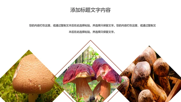 蘑菇菌类养生文化宣传动态PPT模板