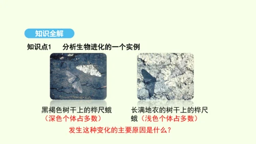 7.3.3生物进化的原因课件-人教版生物八年级下册(共37张PPT)