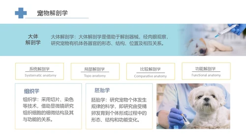 实拍风宠物解剖生理宠物解剖生理讲座PPT