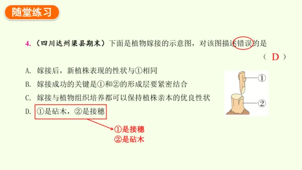 7.1.1植物的生殖-八年级生物人教版下学期同步精品课件(共33张PPT)