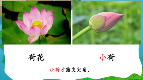部编版语文一年级下册课文4 11古诗二首 小池 课件