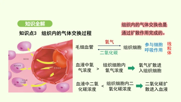 第四单元-第三章-第二节-发生在肺内的气体交换（第2课时）课件-2024-2025学年七年级生物下学