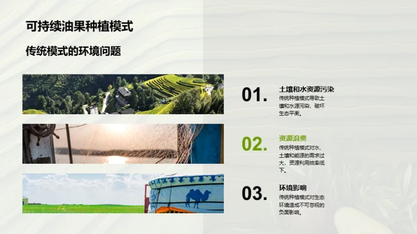 绿色未来：油果种植新篇章