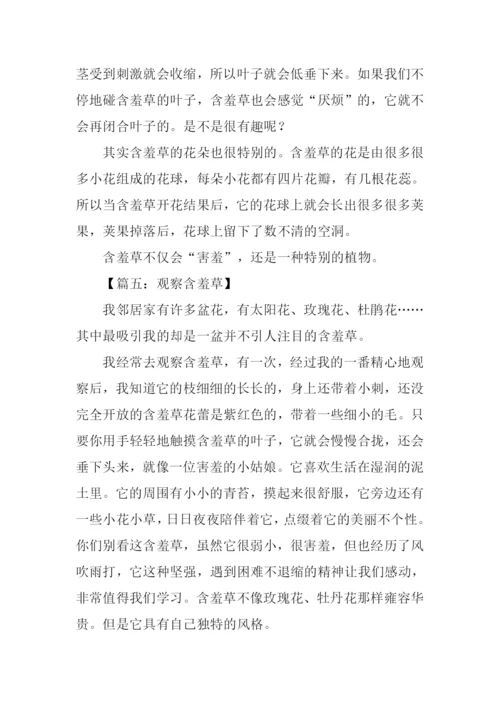 观察含羞草作文300字.docx