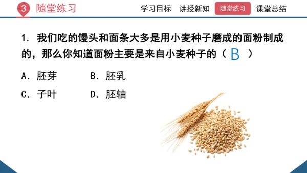 3.1.2  种子植物（课时1 种子的结构）课件-2023-2024学年人教版生物七年级上册(共24